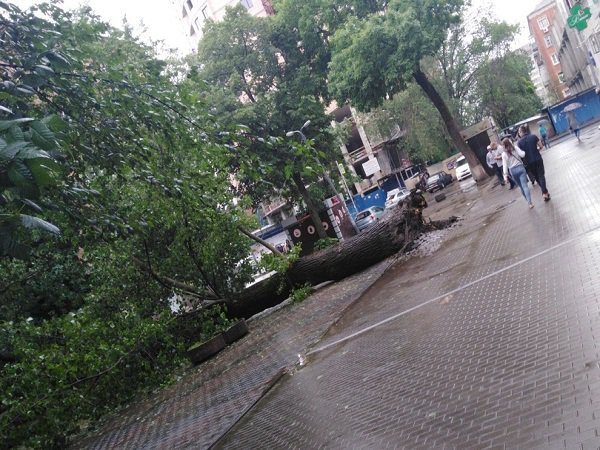 В Ростове из-за непогоды стали падать деревья