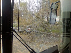 В Самаре начали падать деревья и остановки